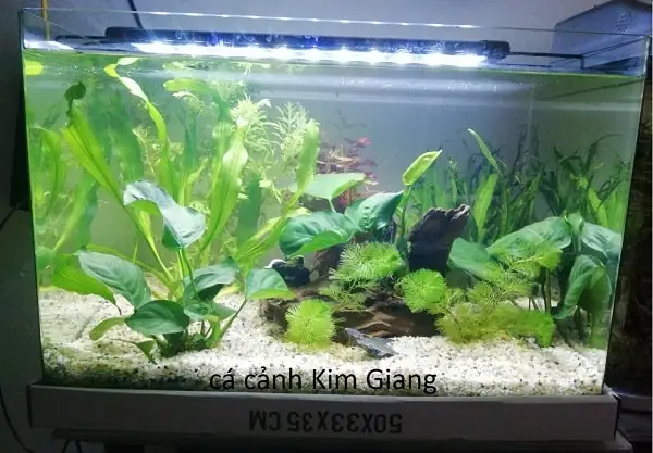 Hồ Cá Đúc 50cm: Kích Thước, Đặc Điểm Và Lưu Ý Lựa Chọn Hồ Cá Đúc 50cm: Kích Thước, Đặc Điểm Và Lưu Ý Lựa Chọn