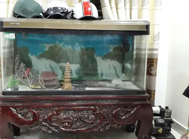 Hồ Cá Giá Bao Nhiêu? Bảng Giá Chi Tiết & Kinh Nghiệm Chọn Mua