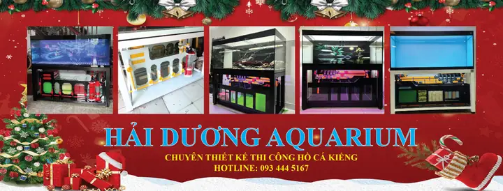 Hồ Cá Kiểng Hải Dương: Tư Vấn, Thiết Kế & Thi Công Trọn Gói