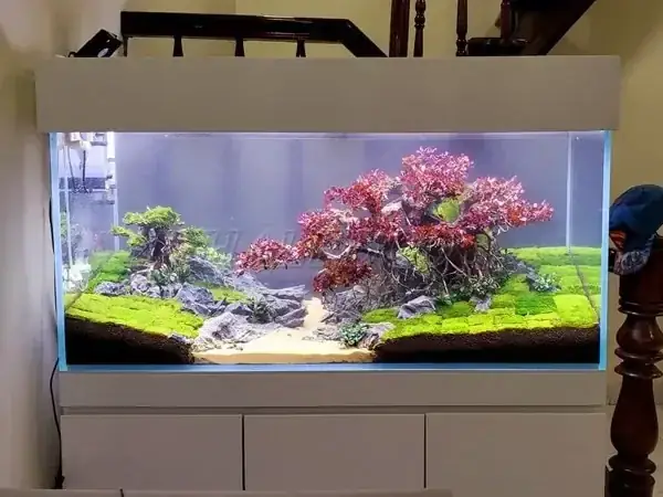 Hồ Cá Jebo 1m2 Giá Bao Nhiêu? Bảng Giá & Thông Tin Chi Tiết 2024