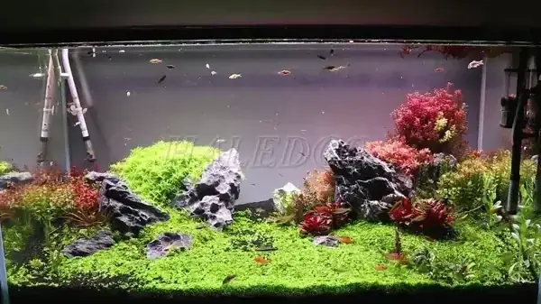 Hồ Cá Jebo 1m2 Giá Bao Nhiêu? Bảng Giá & Thông Tin Chi Tiết 2024