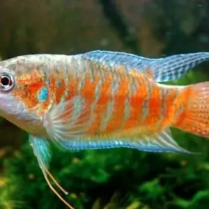 Hướng Dẫn Chi Tiết Nuôi Cá Lia Thia (betta) Trong Hồ Kính: Từ A-z