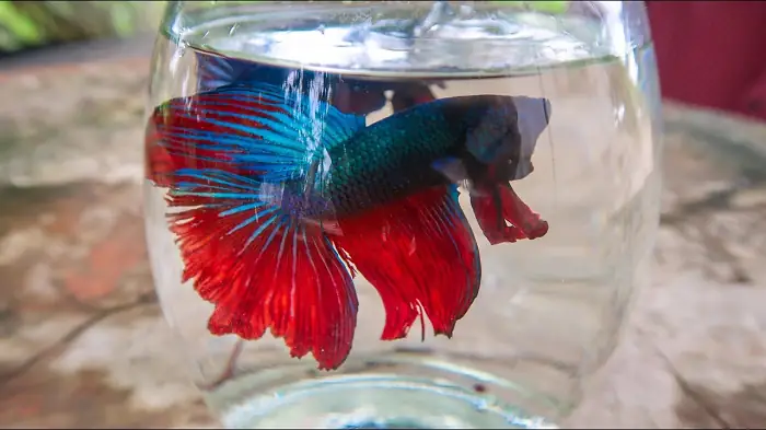 Hướng Dẫn Chi Tiết Nuôi Cá Lia Thia (betta) Trong Hồ Kính: Từ A-z