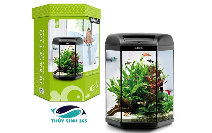 Hồ Cá Lục Giác: Hướng Dẫn Chọn, Setup Và Trang Trí Ấn Tượng