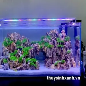 Hồ Cá Mini Đẹp, Giá Rẻ: Mẫu Mã, Kích Thước & Kinh Nghiệm Chọn Mua