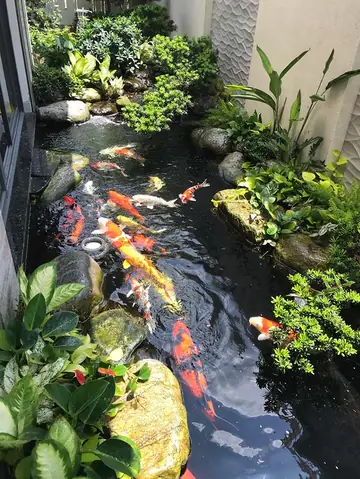Hồ Cá Ngoài Trời Đơn Giản: Hướng Dẫn Chi Tiết Từ A-z Cho Người Mới