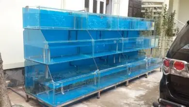 Hồ Hải Sản Nhà Hàng: Thiết Kế, Thi Công & Chăm Sóc Chi Tiết