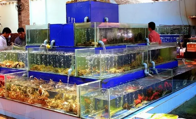 Hồ Hải Sản Nhà Hàng: Thiết Kế, Thi Công & Chăm Sóc Chi Tiết