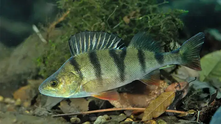 Họ Cá Rô Đồng (anabantidae): Đặc Điểm, Phân Loại Và Các Loài Phổ Biến