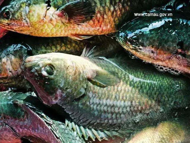 Họ Cá Rô Đồng (anabantidae): Đặc Điểm, Phân Loại Và Các Loài Phổ Biến