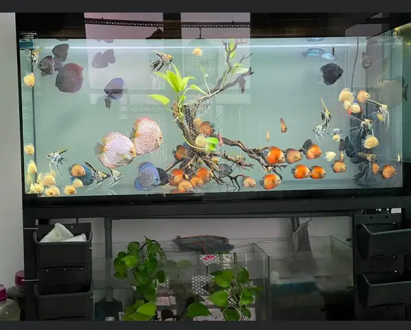 Hồ Cá Săn Mồi Đẹp: Bí Quyết Setup & Các Loài Dễ Nuôi Phổ Biến Hồ Cá Săn Mồi Đẹp: Bí Quyết Setup & Các Loài Dễ Nuôi Phổ Biến