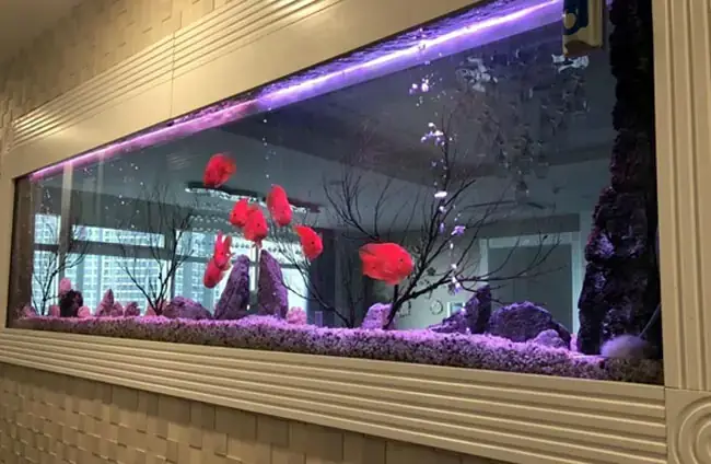 Hồ Cá Sát Tường Đẹp: Hướng Dẫn Chọn Mua, Lắp Đặt Và Ý Tưởng Trang Trí