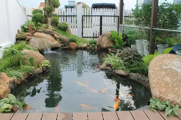 Hồ Cá Sau Nhà: Có Nên Xây Dựng, Hợp Phong Thủy & Kinh Nghiệm Thiết Kế