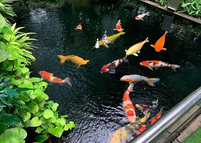 Hồ Cá Thông Minh Tự Thay Nước: Giải Pháp Tiện Lợi Cho Người Yêu Thú Cưng Thủy Sinh