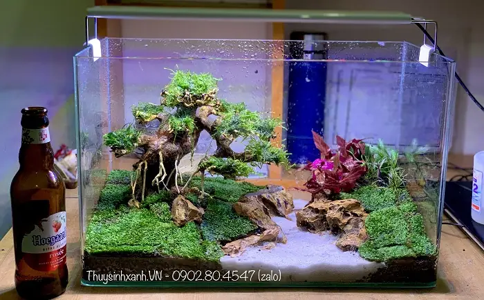 Hồ Thủy Sinh Mini Để Bàn: Hướng Dẫn Chọn Mua, Setup & Chăm Sóc Toàn Diện