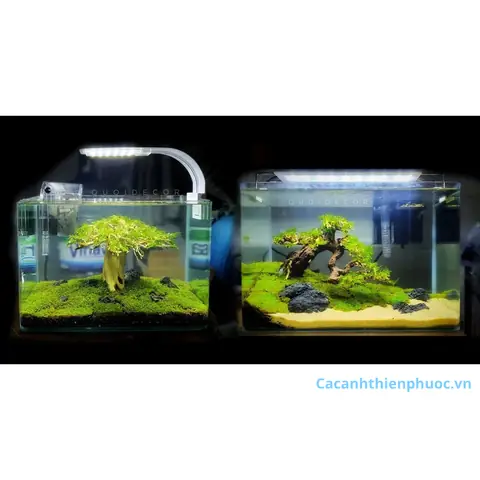 Hồ Thủy Sinh Mini Để Bàn: Hướng Dẫn Chọn Mua, Setup & Chăm Sóc Toàn Diện