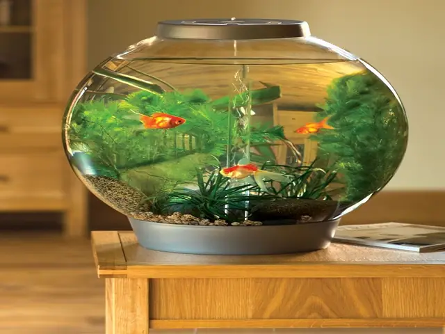 Hồ Cá Tròn Để Bàn: Hướng Dẫn Chọn Mua, Set Up & Chăm Sóc Cho Người Mới Bắt Đầu