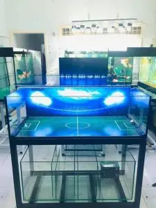 Hồ Cá Vàng Đẹp: Mẫu Thiết Kế, Các Loại Cá & Cách Trang Trí