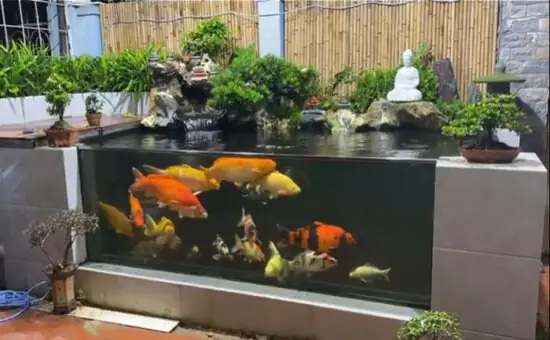 Hồ Cá Xi Măng Kết Hợp Kính: Hướng Dẫn Thi Công & Thiết Kế Đẹp
