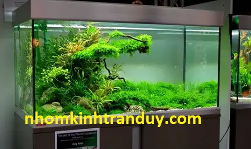 Hồ Kiếng Nuôi Cá Giá Rẻ: Bảng Giá, Kinh Nghiệm Chọn Mua & Lựa Chọn Tốt Nhất