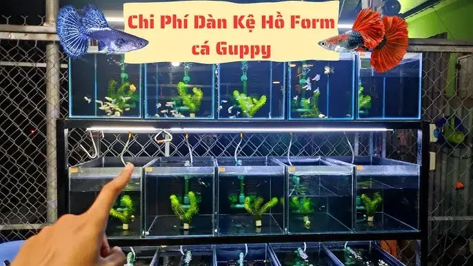 Hồ Kính Nuôi Cá 7 Màu: Hướng Dẫn Chi Tiết Từ A-z Cho Người Mới Bắt Đầu
