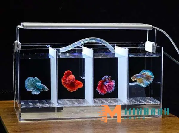 Hồ Mica Nuôi Cá: Hướng Dẫn Chọn, Làm Và Chăm Sóc Bể