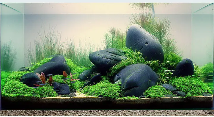Cách Nuôi Cá Đá (betta) Khỏe Mạnh Và Bể Cá Phù Hợp