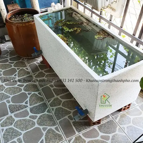 Cách Nuôi Cá Đá (betta) Khỏe Mạnh Và Bể Cá Phù Hợp