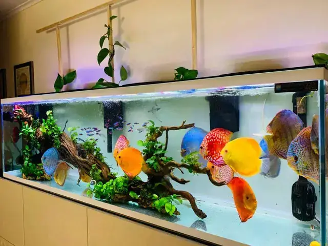 Setup Hồ Cá Dĩa Đẹp Chuẩn Chuyên Gia: Hướng Dẫn Chi Tiết Từ A-z Setup Hồ Cá Dĩa Đẹp Chuẩn Chuyên Gia: Hướng Dẫn Chi Tiết Từ A-z