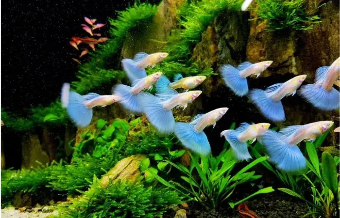 Hướng Dẫn Setup Hồ Nuôi Cá Guppy (cá Bảy Màu) Đơn Giản, Chuẩn Bi, Tối Ưu Chi Phí