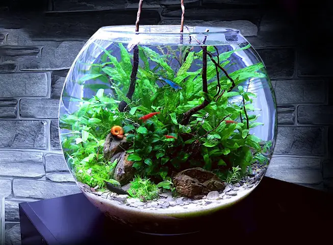Hướng Dẫn Chi Tiết Cách Làm Hồ Nuôi Cá Kiểng Đẹp, Đơn Giản