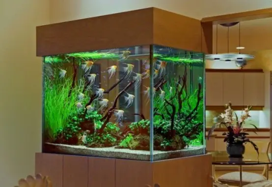 Hướng Dẫn Chi Tiết Cách Làm Hồ Nuôi Cá Kiểng Đẹp, Đơn Giản