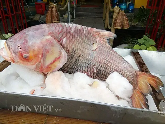 Hố Vảy Cá Là Gì? Phương Pháp Bảo Vệ Đất Và Tăng Cường Nước Trồng Trọt Hố Vảy Cá Là Gì? Phương Pháp Bảo Vệ Đất Và Tăng Cường Nước Trồng Trọt