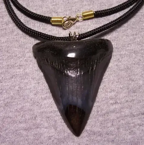 Hóa Thạch Cá Mập Megalodon: Khám Phá Răng, Bộ Xương Và Bí Ẩn Của Chúa Tể Đại Dương