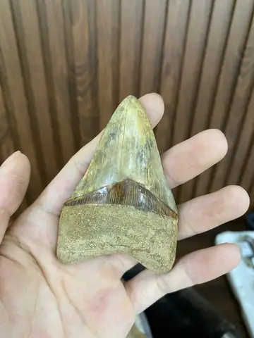 Hóa Thạch Cá Mập Megalodon: Khám Phá Răng, Bộ Xương Và Bí Ẩn Của Chúa Tể Đại Dương