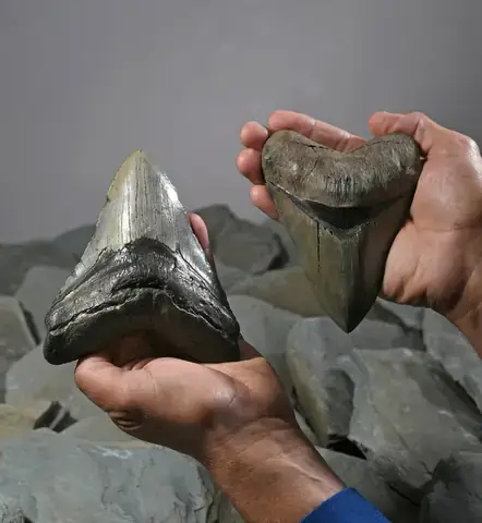 Hóa Thạch Cá Mập Megalodon: Khám Phá Răng, Bộ Xương Và Bí Ẩn Của Chúa Tể Đại Dương
