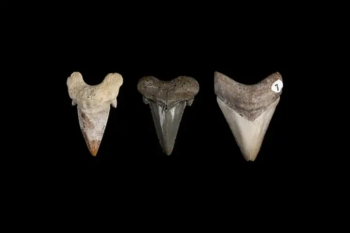 Hóa Thạch Cá Mập Megalodon: Khám Phá Răng, Bộ Xương Và Bí Ẩn Của Chúa Tể Đại Dương