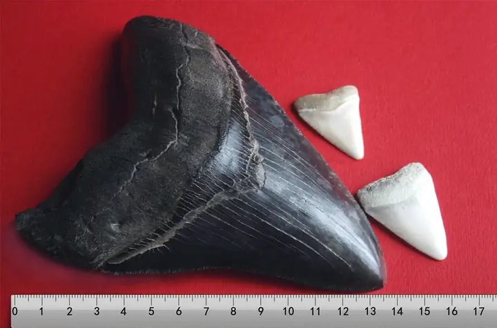 Hóa Thạch Cá Mập Megalodon: Khám Phá Răng, Bộ Xương Và Bí Ẩn Của Chúa Tể Đại Dương