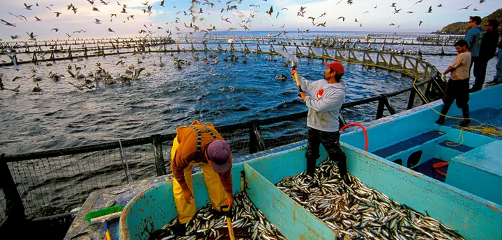Hoạt Động Đánh Bắt Cá: Quy Định, Phương Pháp Và Thách Thức