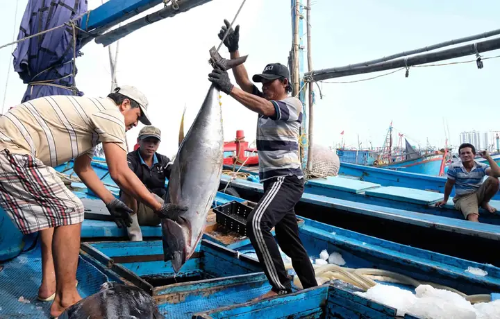 Hoạt Động Đánh Bắt Cá: Quy Định, Phương Pháp Và Thách Thức