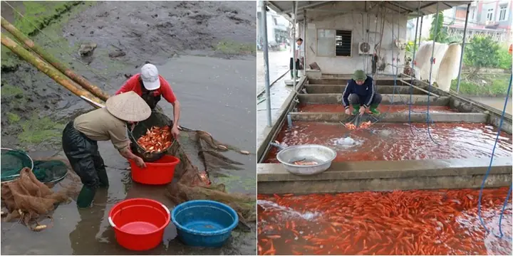 Học Nghề Nuôi Cá Cảnh: Khóa Học, Kiến Thức & Cơ Hội Làm Giàu Học Nghề Nuôi Cá Cảnh: Khóa Học, Kiến Thức & Cơ Hội Làm Giàu