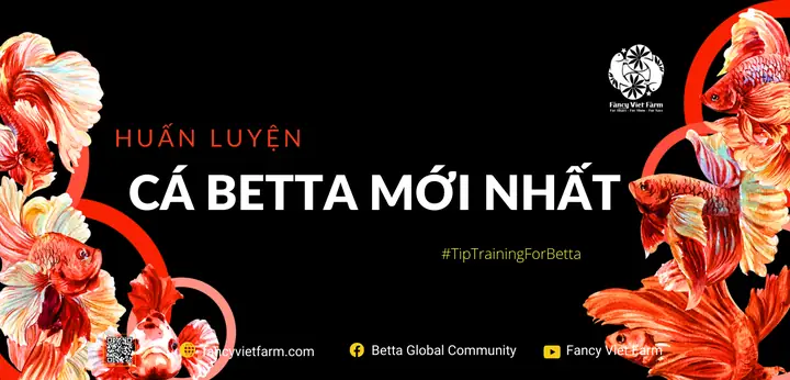 Hướng Dẫn Huấn Luyện Cá Betta: Kỹ Thuật Giúp Cá Sung Khỏe & Tăng Cường Phản Xạ Hướng Dẫn Huấn Luyện Cá Betta: Kỹ Thuật Giúp Cá Sung Khỏe & Tăng Cường Phản Xạ