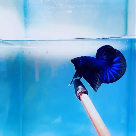 Hướng Dẫn Huấn Luyện Cá Betta: Kỹ Thuật Giúp Cá Sung Khỏe & Tăng Cường Phản Xạ Hướng Dẫn Huấn Luyện Cá Betta: Kỹ Thuật Giúp Cá Sung Khỏe & Tăng Cường Phản Xạ
