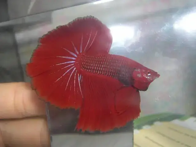 Hướng Dẫn Huấn Luyện Cá Betta: Kỹ Thuật Giúp Cá Sung Khỏe & Tăng Cường Phản Xạ Hướng Dẫn Huấn Luyện Cá Betta: Kỹ Thuật Giúp Cá Sung Khỏe & Tăng Cường Phản Xạ