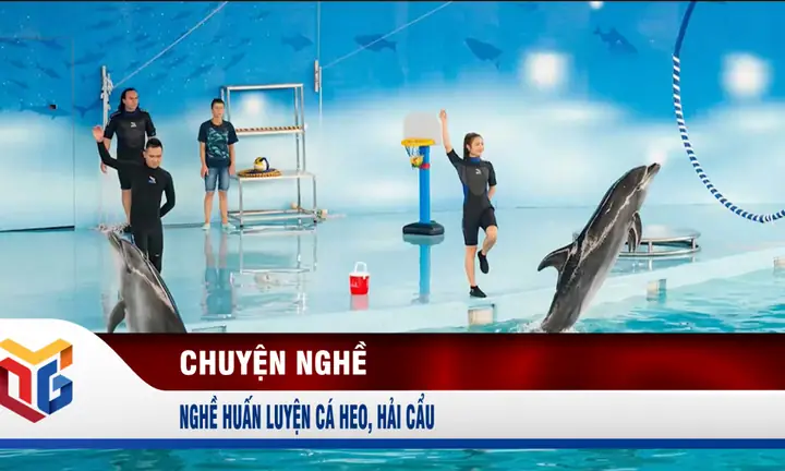Huấn Luyện Cá Heo: Mục Đích Quân Sự, Phương Pháp Và Sự Thật Đằng Sau Những Màn Biểu Diễn
