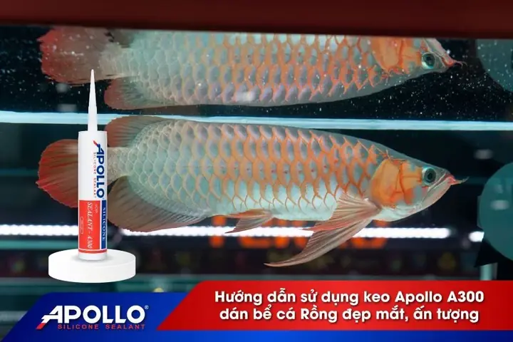 Hướng Dẫn Cách Dán Hồ Cá Chuẩn, Đẹp & Bền Chắc Như Thợ Chuyên Nghiệp