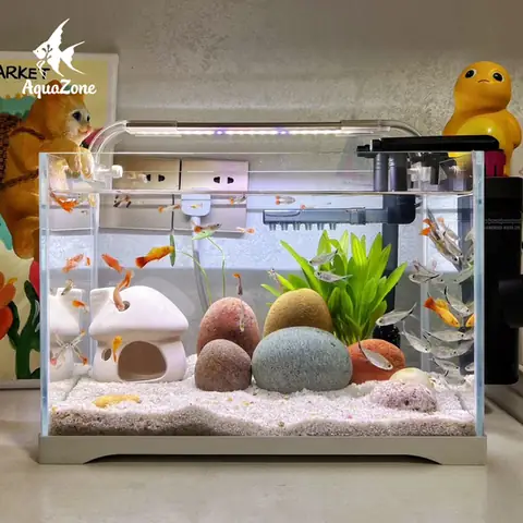 Hướng Dẫn Chi Tiết Cách Làm Hồ Cá Thủy Sinh Đơn Giản Tại Nhà Cho Người Mới Bắt Đầu