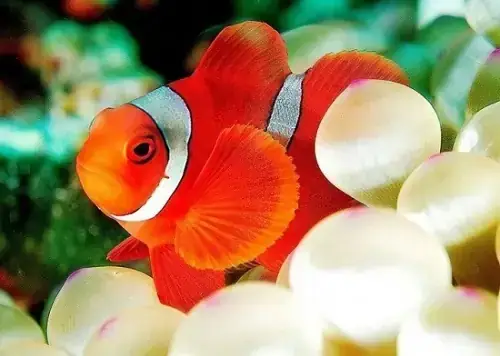 Hướng Dẫn Nuôi Cá Nemo: Từ A-z Cho Người Mới Bắt Đầu