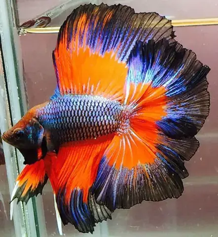 Hướng Dẫn Nuôi Cá Nemo: Từ A-z Cho Người Mới Bắt Đầu