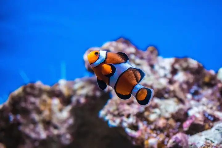 Hướng Dẫn Nuôi Cá Nemo: Từ A-z Cho Người Mới Bắt Đầu